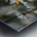 White Daisies Metal print