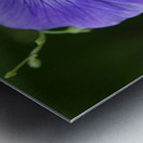 Blue Velvet Metal print