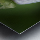 Bellflower Impression metal