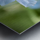 Himalayan Blue Poppy Metal print