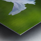 Himalayan Poppy Metal print