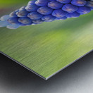 Muscari Metal print