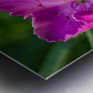 Maiden Pink Impression metal