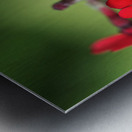 Japanese Primrose Metal print