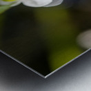 Threeleaf Arrowhead Metal print