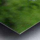 Phlox Bouquet Metal print