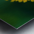 Calendula Metal print