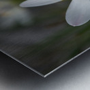 Swamp Lily Metal print