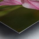 Pink Stars Metal print