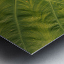 Giant  Leaf Impression metal