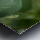 Purple Morning Glory with bud Metal print