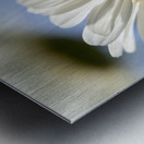 Oxeye Daisies Metal print