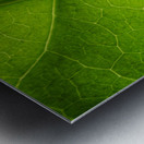 Leaf Texture Metal print