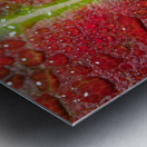 Maple Leaf Metal print