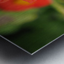 Red Dahlia Metal print