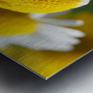 Chamomile Metal print