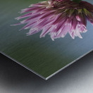 Pink Onion Metal print