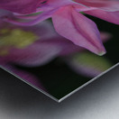 Darling Columbine Metal print