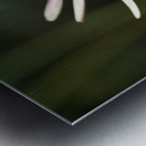 Good Morning Metal print