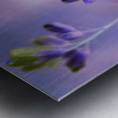 Jacob s Ladder Metal print