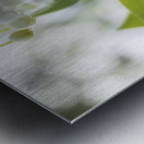 May Lilies Metal print