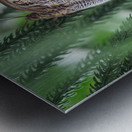 Owl Butterfly Metal print