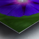 Purple Morning Glories Metal print