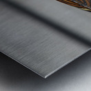 Tiger Heliconian Metal print