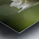 Tranquility Metal print