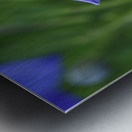 Balloon Flower Impression metal