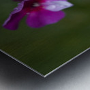 Garden Phlox with Droplets Metal print