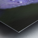 Droplets on a Bellflower Metal print