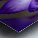 Crocus Closeup Metal print