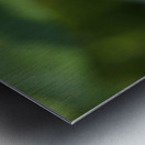 Forget Me Not with Tiny Rainbows Metal print