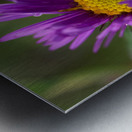 Alpine Aster Metal print