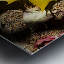 Single Maple Leaf Metal print