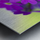 Primula Closeup Metal print