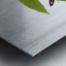 Siproeta Stelenes Metal print