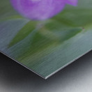 Purple Bell Metal print