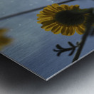 Ant Eye View Metal print