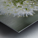 Allium Pskemense Impression metal