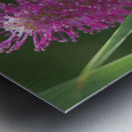 Lilac Squirrel Impression metal