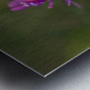 Aster in the Morning Metal print