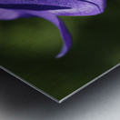 Dewdrops Metal print