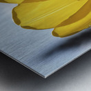 Yellow Tulip Metal print