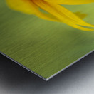 Brown Betty Impression metal