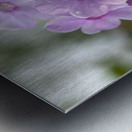 Exquisite Beauties Metal print