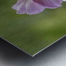 Aspiration Metal print