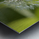 Dandelion with Droplets Metal print