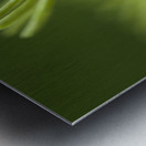 Blooming Coneflower Metal print